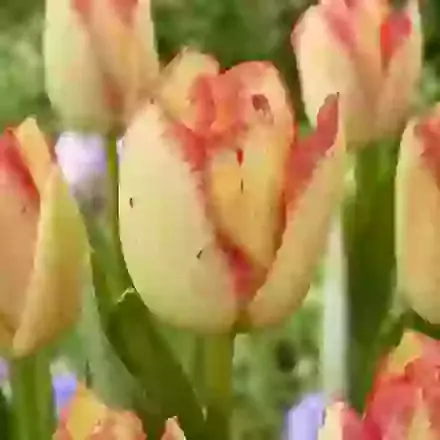 Fire Glow